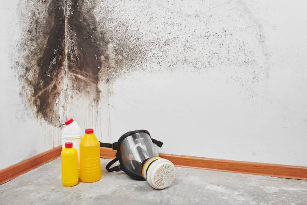 Best Home Mold Removal  in Granville, WV