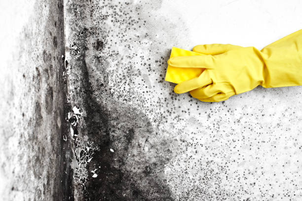Best Attic Mold Removal  in Granville, WV