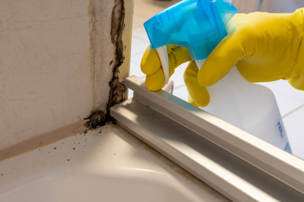 Best Fast Mold Removal  in Granville, WV