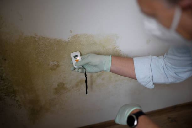 Best Affordable Mold Removal  in Granville, WV