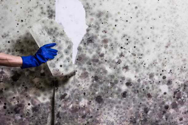  Granville, WV Mold Removal Pros